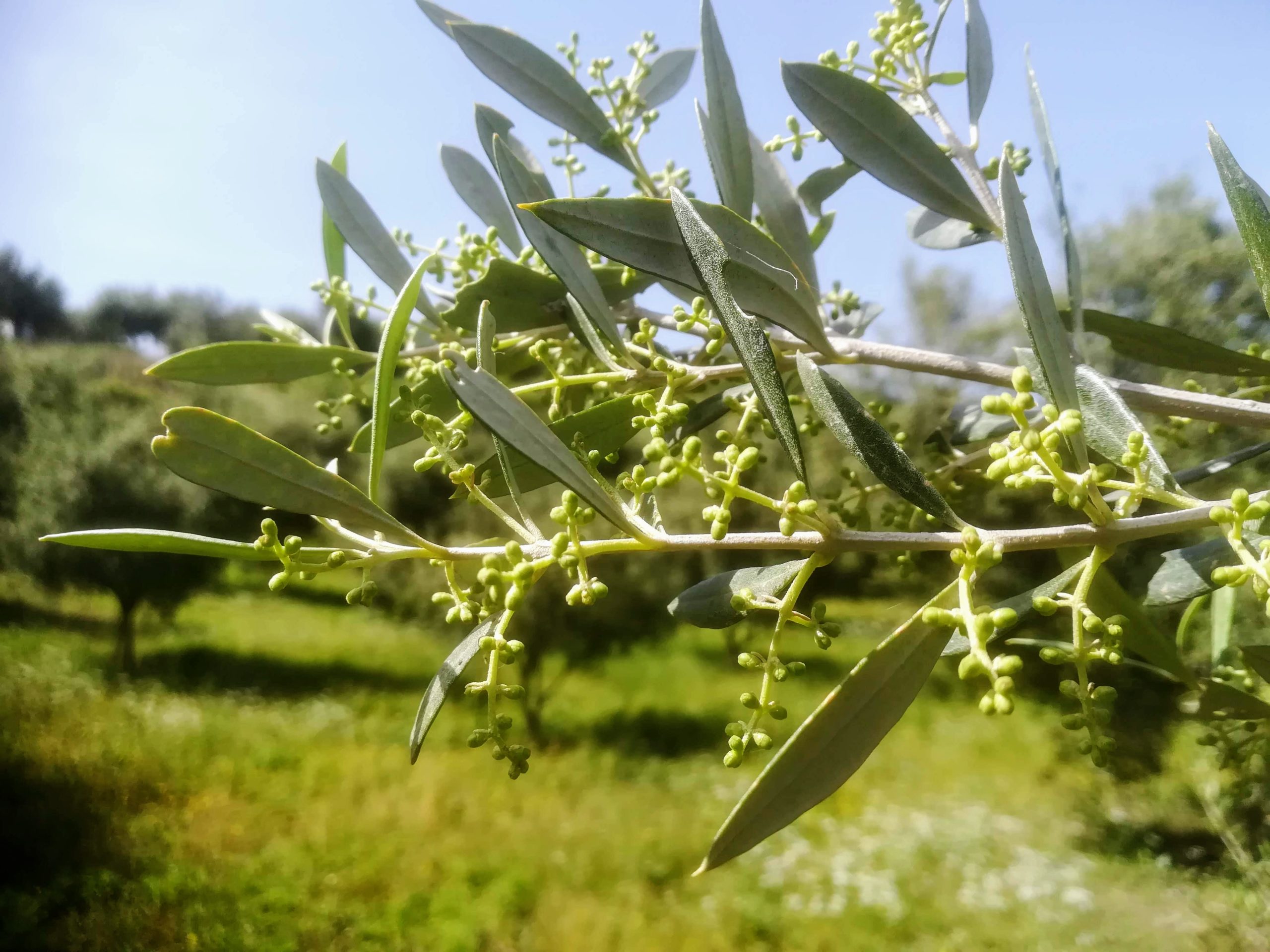 olive-tree-1