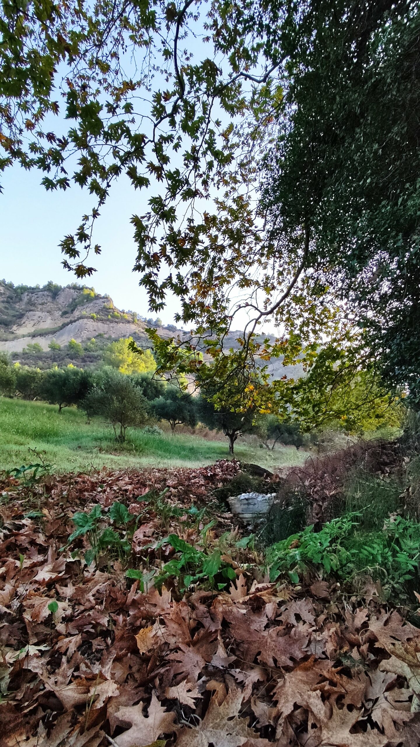 greece_autumn_leaves_enipeas_evoo
