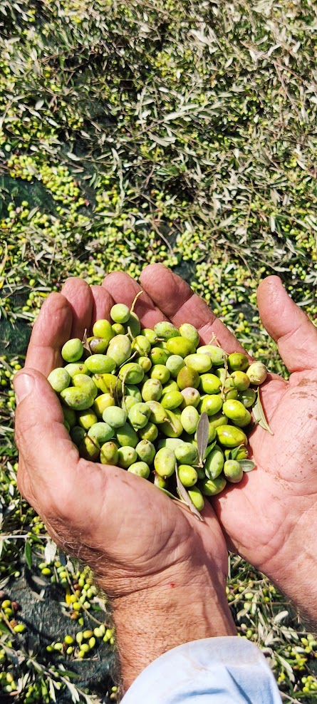 hands_olive_harvest_enipeas_evoo