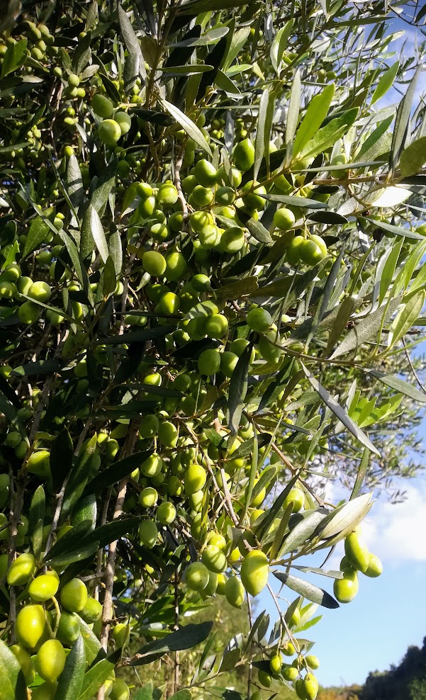 olives_enipeas_evoo_green